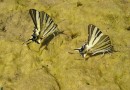 Iphiclides podalirius ©  S. Beshkov